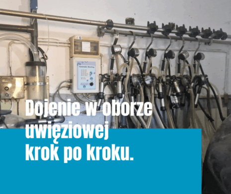 Dojenie w oborze uwięziowej wymaga czystej, powtarzalnej rutyny. Sprawdź, jak przygotować krowę, strzyki i aparat udojowy, aby ograniczyć pustodój, zabrudzenia i ryzyko problemów z wymieniem.