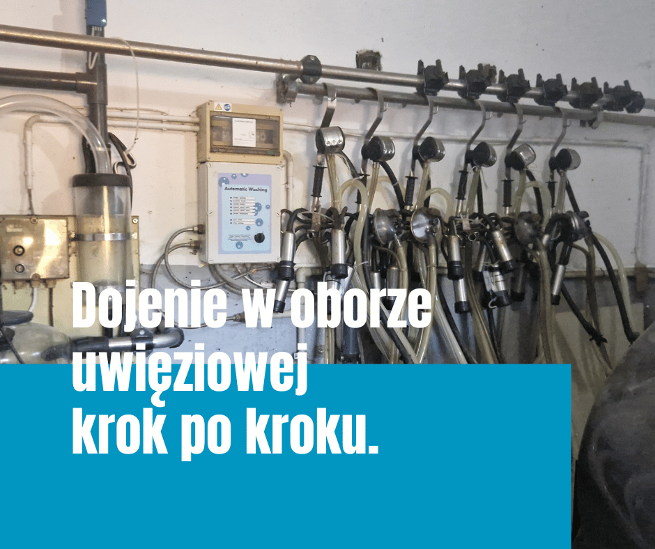 Dojenie w oborze uwięziowej wymaga czystej, powtarzalnej rutyny. Sprawdź, jak przygotować krowę, strzyki i aparat udojowy, aby ograniczyć pustodój, zabrudzenia i ryzyko problemów z wymieniem.