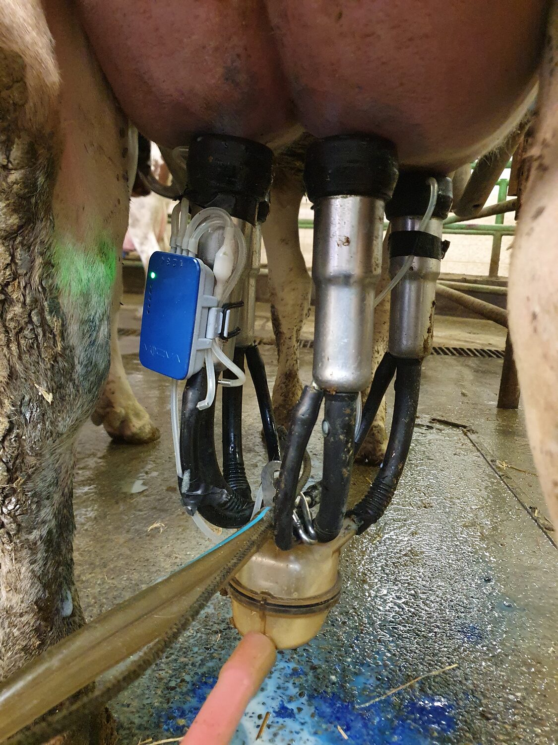 Rejestrator VaDia wpięty w aparat udojowy na wymieniu krowy